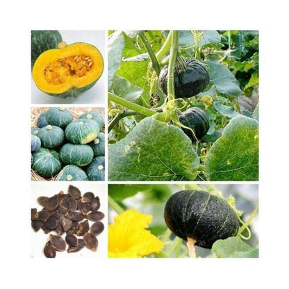 Organic Green Pumpkin 20seeds