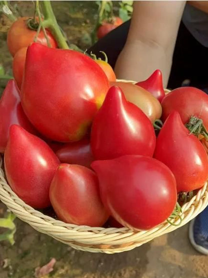 Mango Honey Tomato Seeds