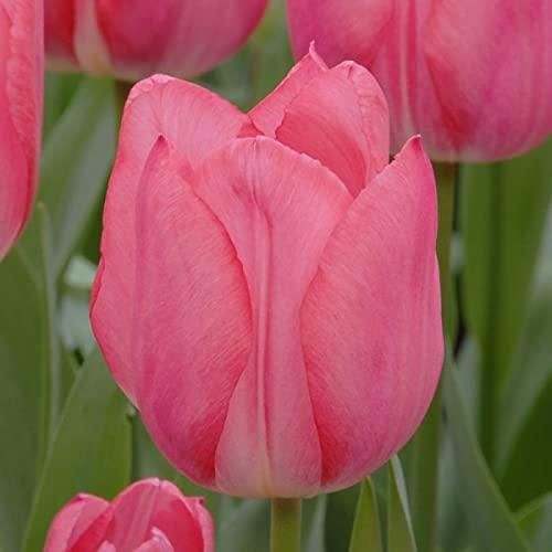 Tulip Charming Flower Bulbs (Pack of 2)