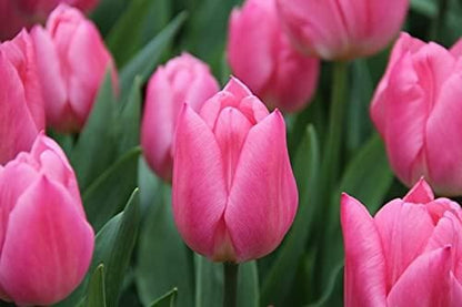 Tulip Charming Flower Bulbs (Pack of 2)